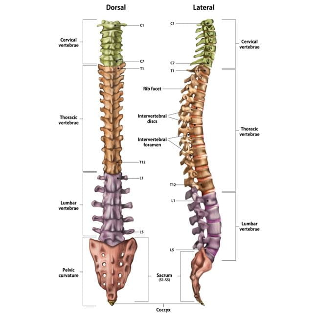 Spinal cord injuries - dorsal and lateral views